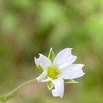 Arenaria ciliata Flor