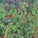 Abutilon hirtum Květ