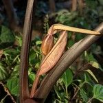 Alocasia macrorrhizos Кветка