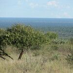 Vachellia sieberiana Frukto