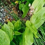 Maianthemum racemosum পাতা