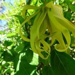 Cananga odorata Flower