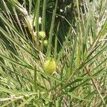 Gomphocarpus fruticosus Autre