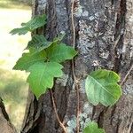 Toxicodendron radicans Ліст