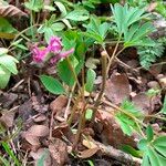 Corydalis intermedia Flor