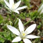 Ornithogalum divergensЦвят