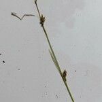 Carex hostiana Habitus