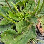 Plantago major Hoja