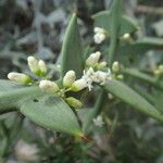 Colletia paradoxa Лист