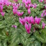 Cyclamen repandum Folha