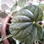 Peperomia albovittata 叶