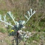 Artemisia campestris Blad
