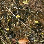 Utricularia simulans Hábitos