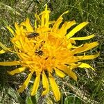 Hypochaeris uniflora Flor