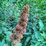 Spiraea salicifolia Fruit