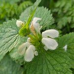 Lamium albumBlüte