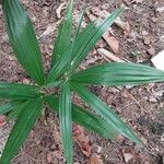 Ellisiophyllum pinnatum Leaf