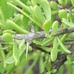 Lycium tenuispinosum Other