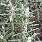 Rosmarinus officinalis Fuelha