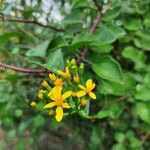 Senecio angulatusBlomma