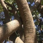 Ficus abutilifolia Rinde