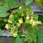 Humulus lupulus Hábito