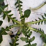 Crepis bursifolia Feuille