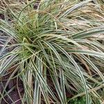 Carex morrowii 葉