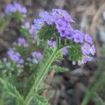 Heliotropium amplexicauleFlower