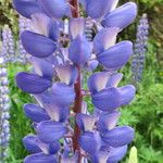 Lupinus polyphyllus Fleur
