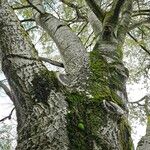 Populus × canescens Corteccia