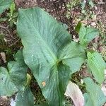 Arum idaeum Leaf
