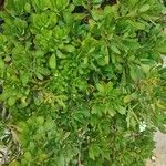Iberis semperflorens Yaprak