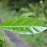 Tabernaemontana persicariifolia Leaf