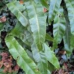 Asplenium scolopendriumLeaf