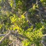 Zanthoxylum clava-herculis Fruto