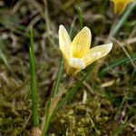 Crocus chrysanthus Hábito