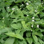 Stellaria nemorum Flower