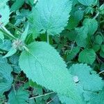 Stachys sylvatica Foglia