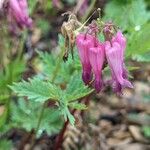 Dicentra eximia Kvet