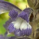 Orobanche nana Кветка