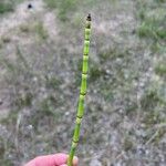 Equisetum laevigatum পাতা