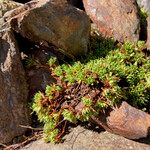 Saxifraga moschata Habitus