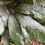 Chrysophyllum boukokoënse Leaf