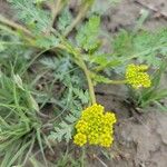 Cymopterus lemmoniiFlower