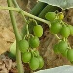 Cyphostemma juttae Fruto