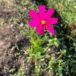 Cosmos caudatus Flower