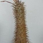 Pachypodium lamerei Φύλλο