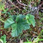 Rubus chamaemorus Leaf