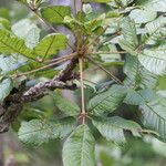 Vitex madiensis Folha